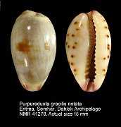 Purpuradusta gracilis notata (2)
